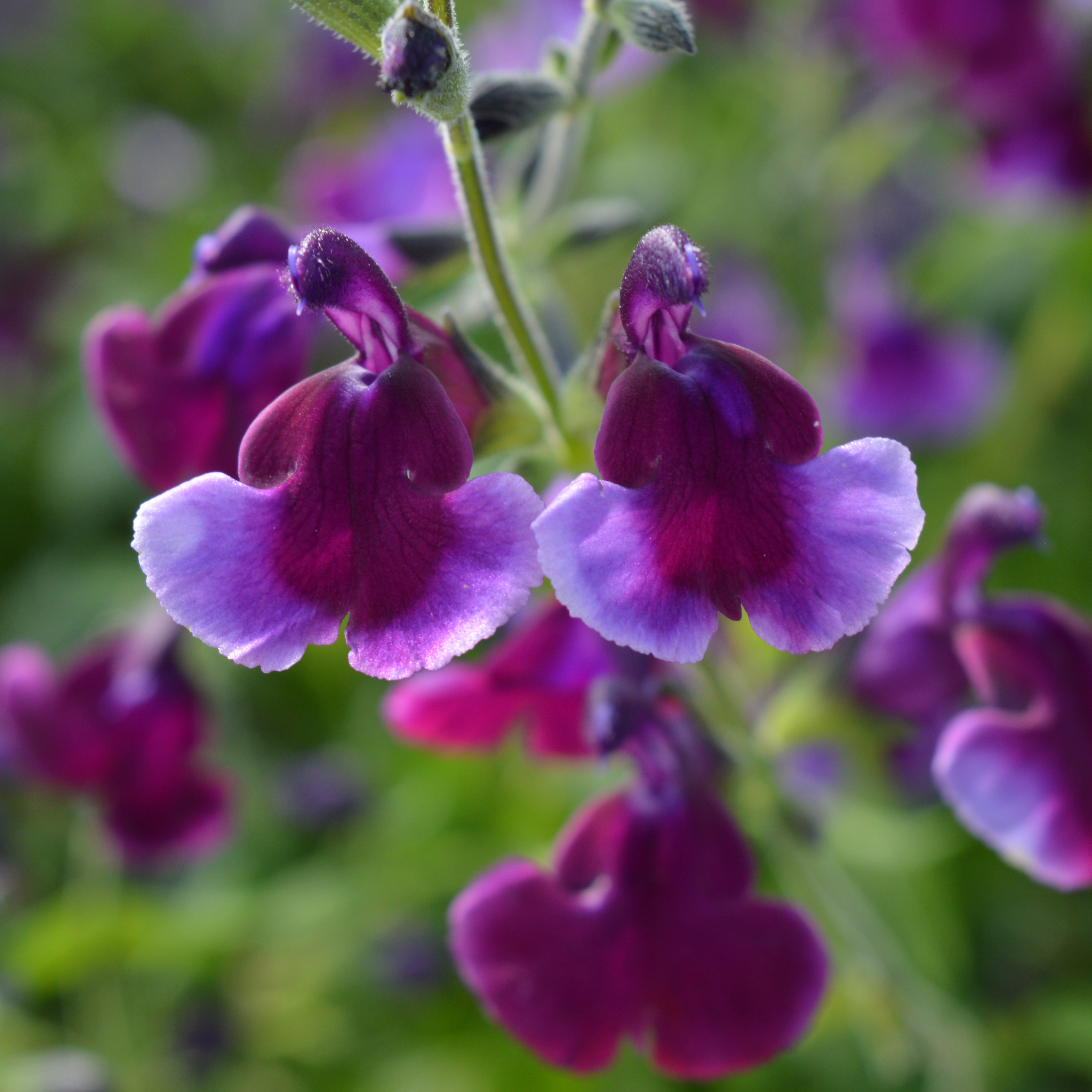 Salvia Oriental Dove